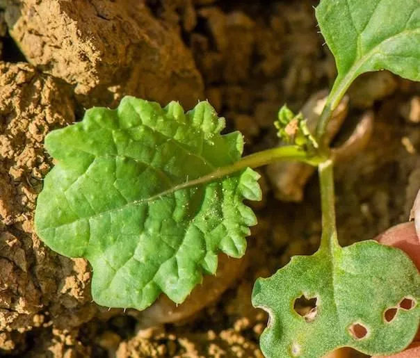 Chloropiryfos cały czas na cenzurowanym