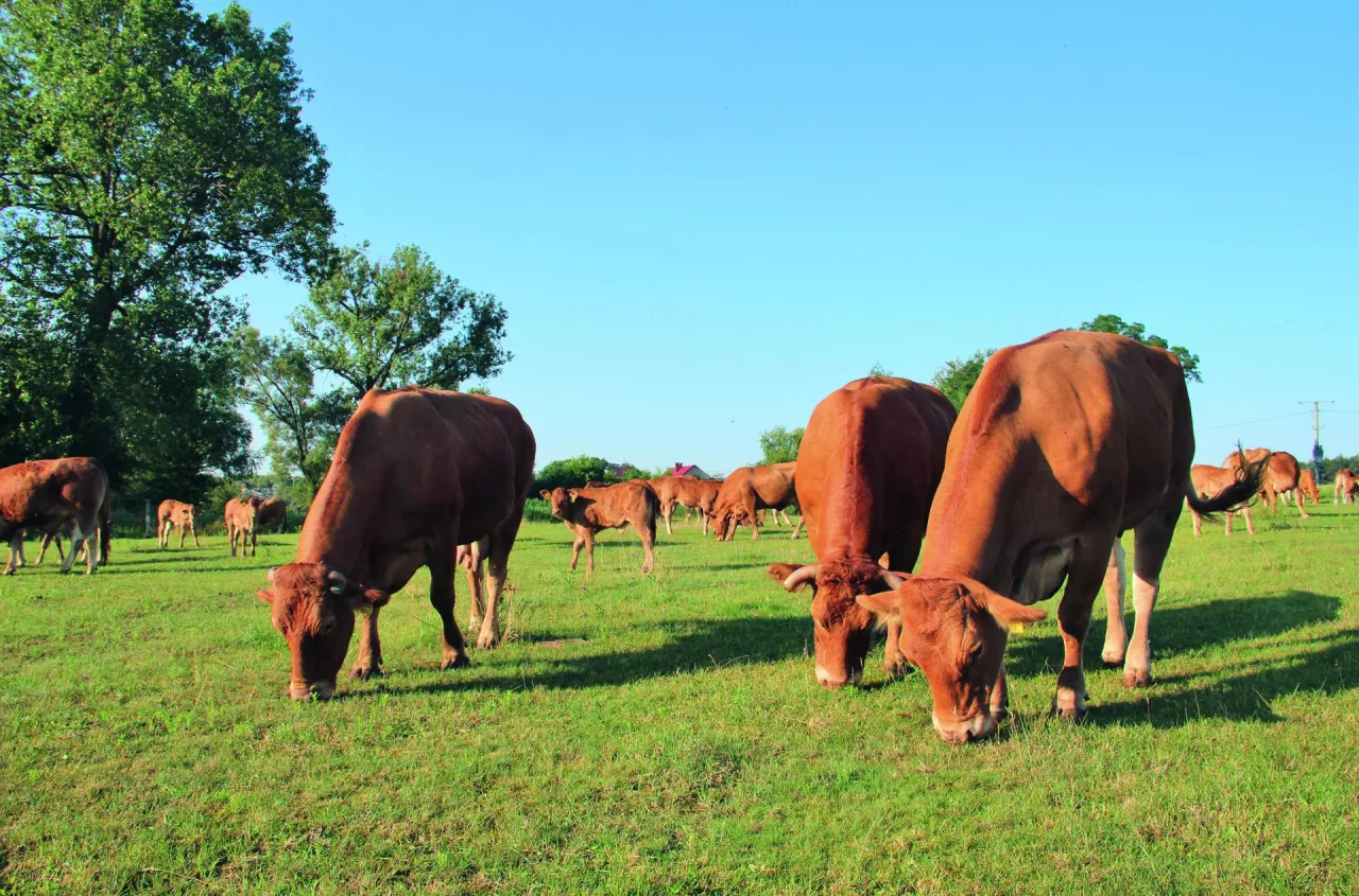 Bydło limousine może przyrastać nawet 1500 g dziennie! [opis rasy]