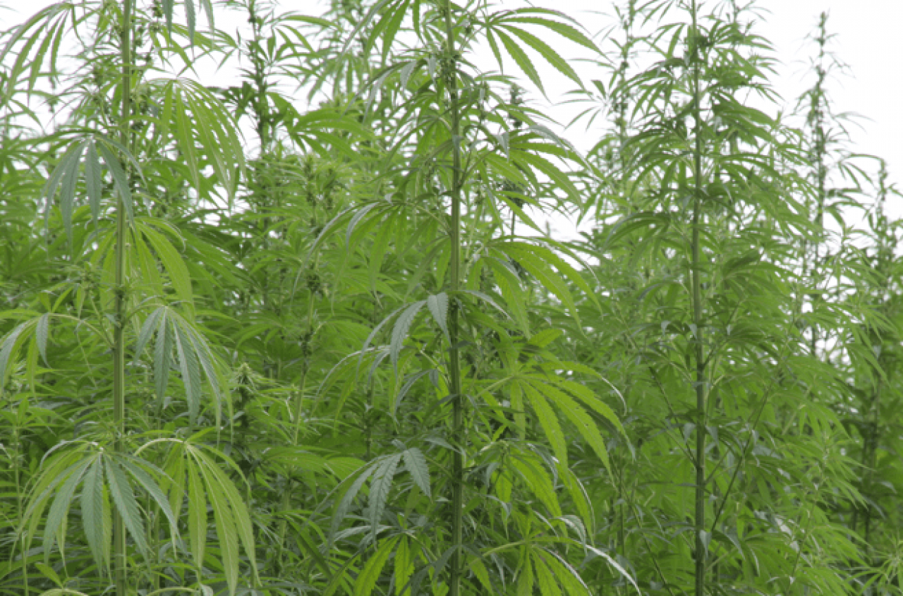 Хто є лідером у вирощуванні конопель в Європі?