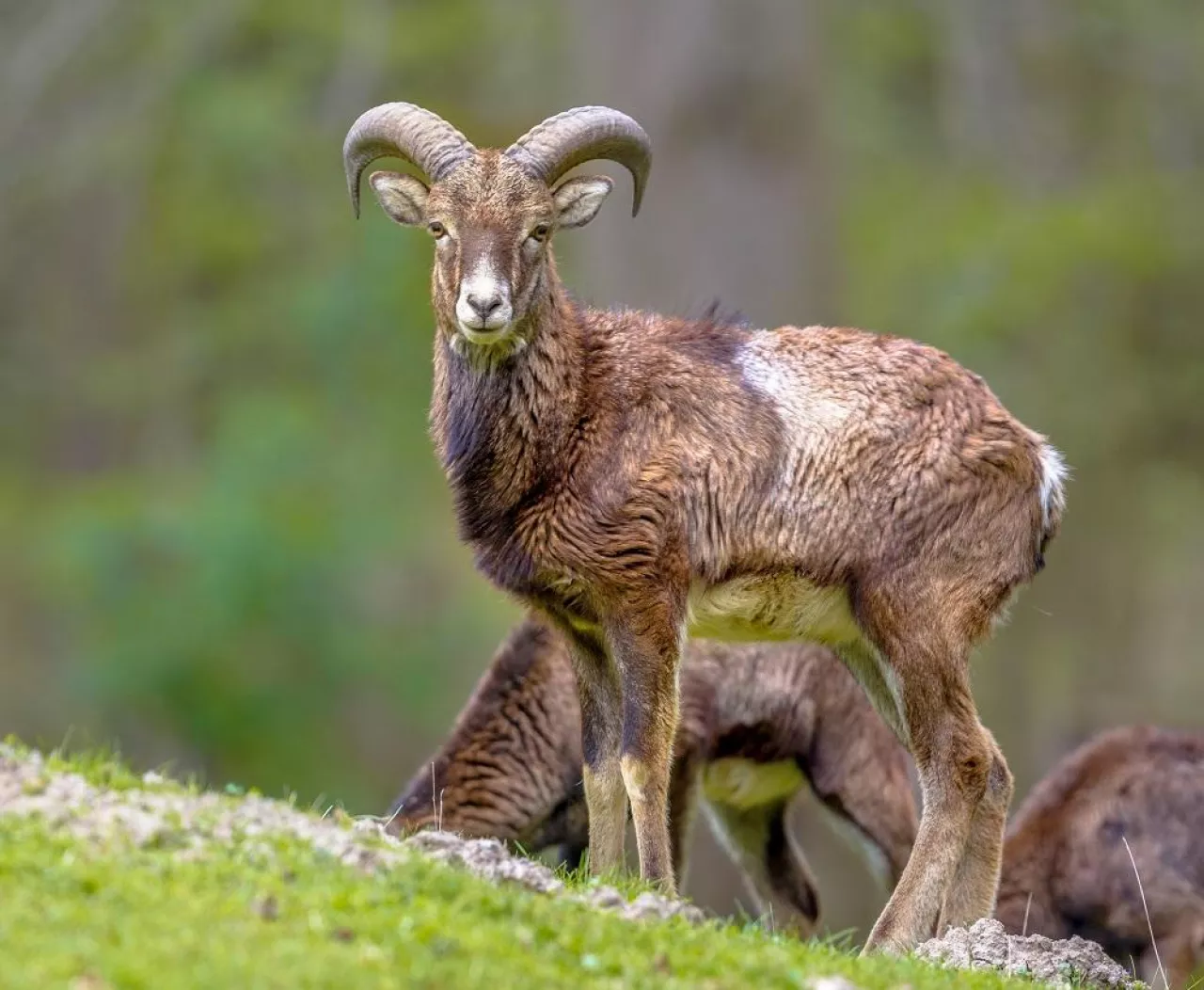 Frontal view of male Mouflon (Ovis gmelinii) sheep standing on a hill in the forest and looking at camera with eye contact