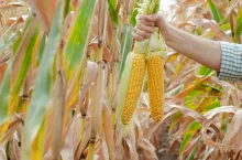 Peeled sweet corn cobs in farmer‘s hand on corn field background