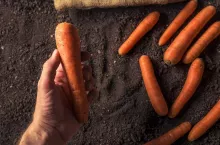 Hand holding harvested carrot root vegetable, harvested organic homegrown produce