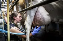 Young woman wearing apron standing in a milking shed, milking Guernsey cows.