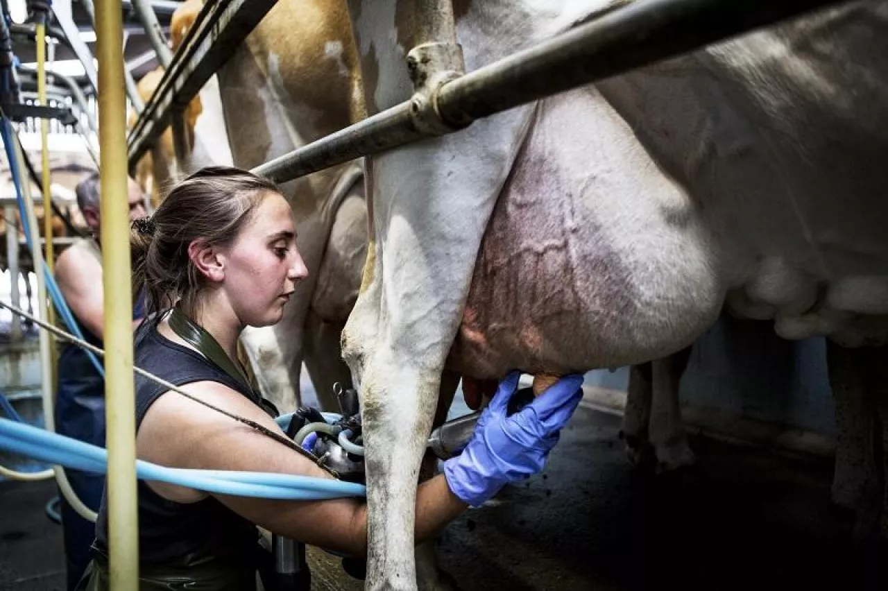 Young woman wearing apron standing in a milking shed, milking Guernsey cows.