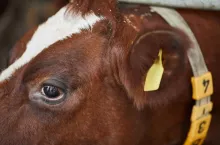Extreme close up of healthy cow at farm with focus on eye and ear tag, copy space