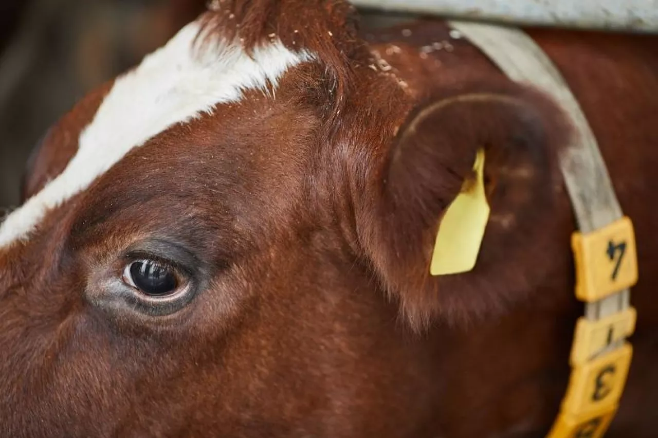 Extreme close up of healthy cow at farm with focus on eye and ear tag, copy space