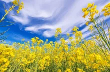 Scenic Nature Theme. Flowering Oilseed Rape Field Closeup with Blue Cloudy Sky Above. Agriculture Industry.