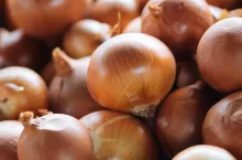 view of group of onions