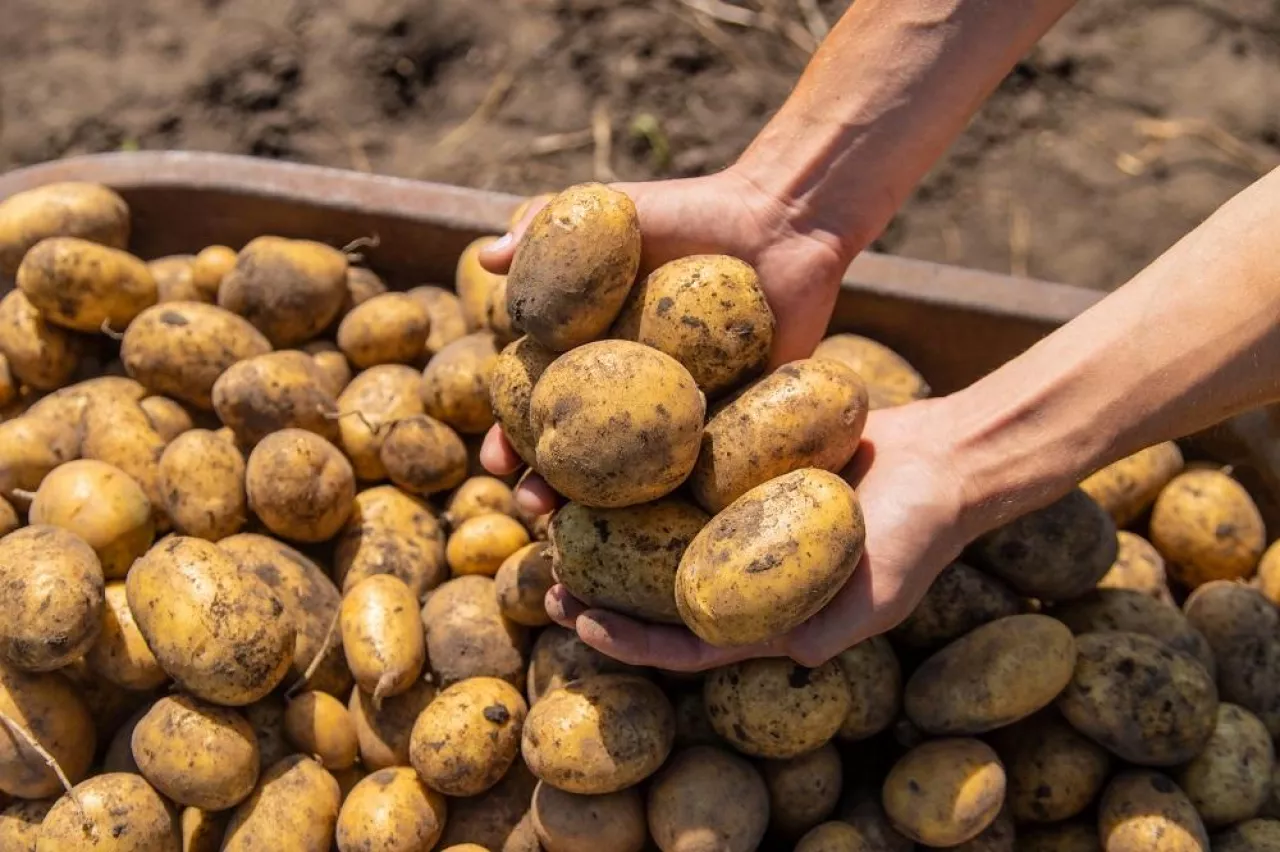 Digging potatoes. Harvest potatoes on the farm. Environmentally friendly and natural product. Selective focus.