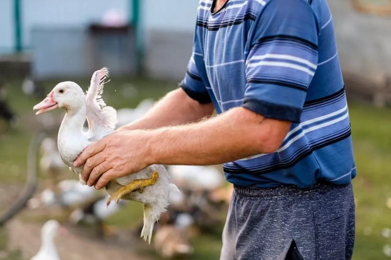 man holding a duck in his hands close-up. Household with birds. Poultry farm