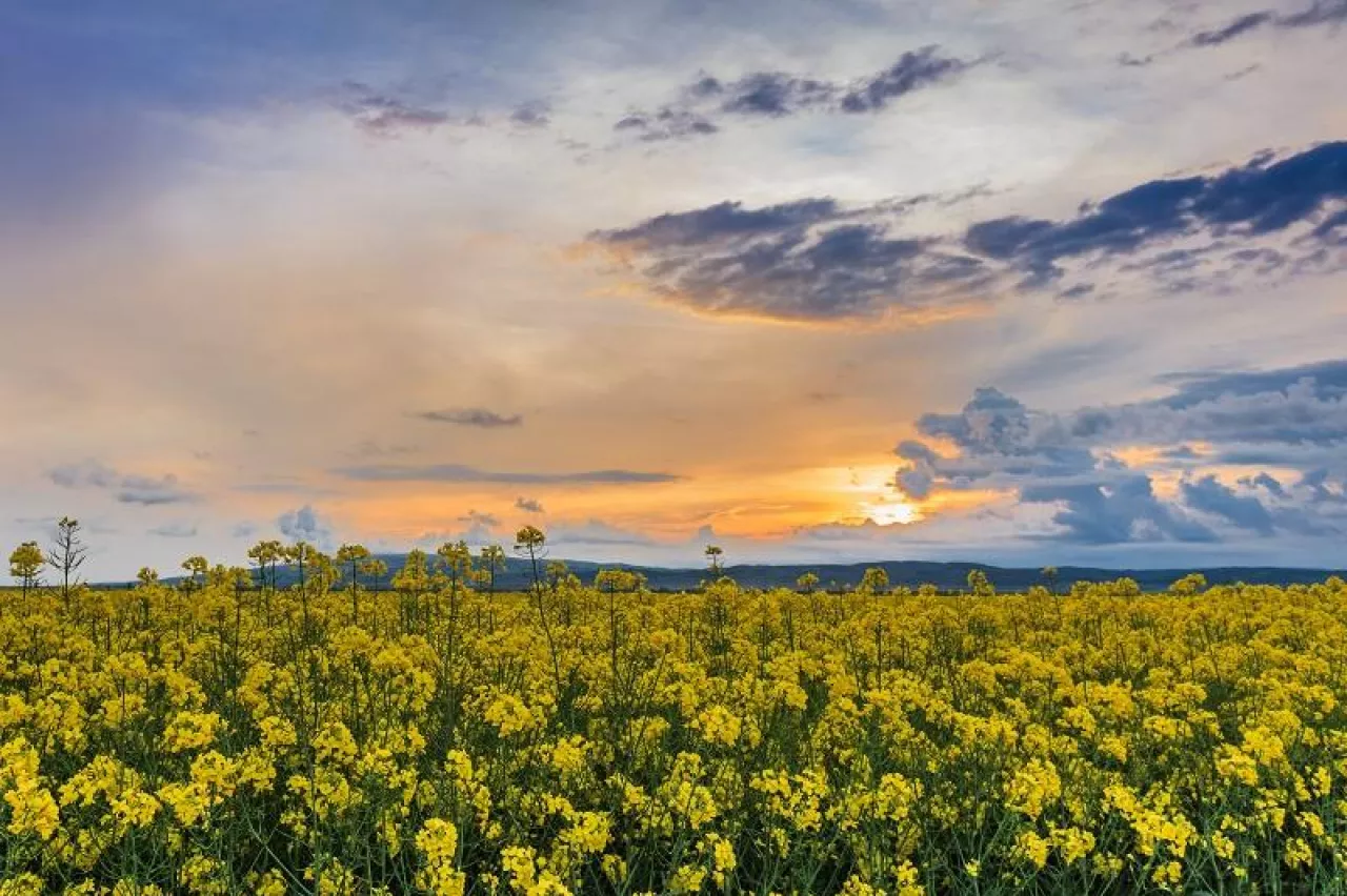 sunset over a field of oilseed rape, Romania