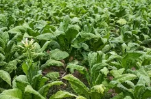 Tobacco plantation. Field of tobacco.