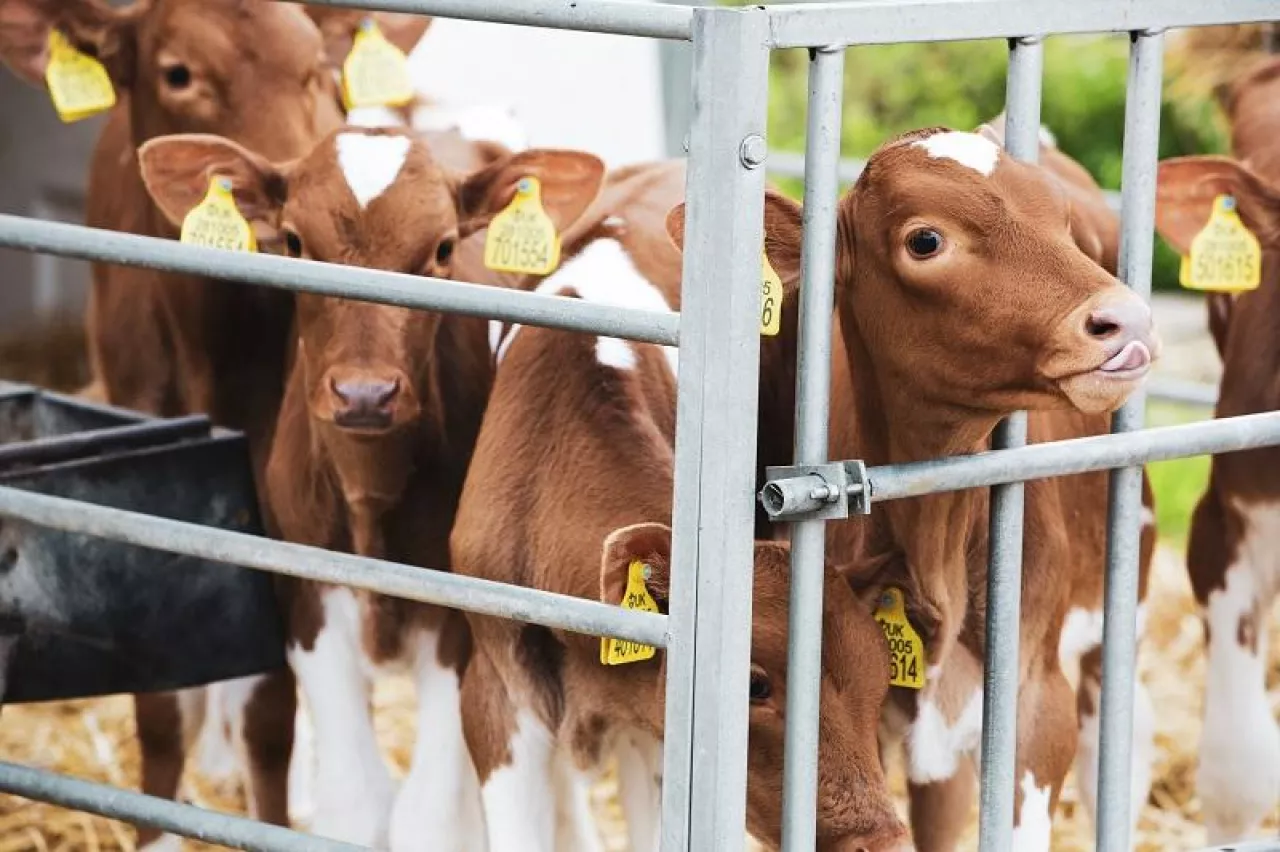 Group of Guernsey calves in a metal pen on a farm.