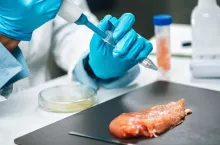 Antibiotics in poultry Meat. Quality control expert testing chicken meat sample, looking for for the presence of antibiotics