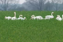 Many mute swans (Cygnus olor) on a green field in spring
