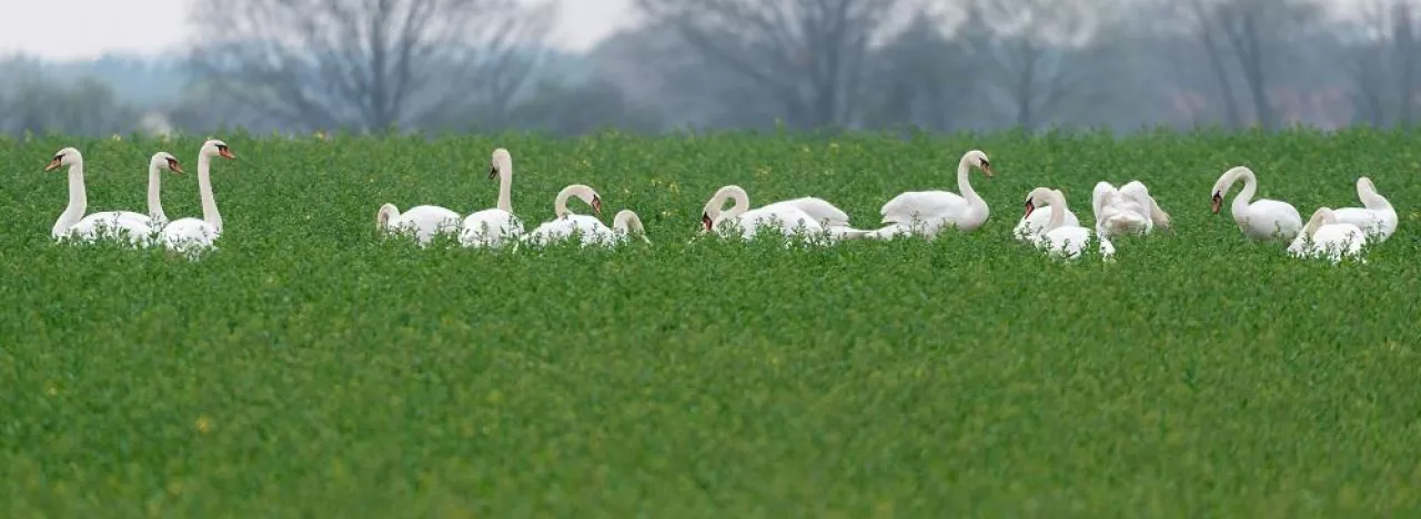 Many mute swans (Cygnus olor) on a green field in spring