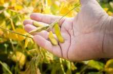 Soybean pods on soybean plantation, on farmer open palm hand background, close up.