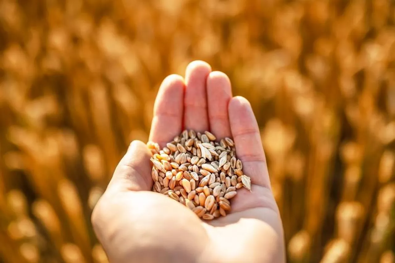 Ripe wheat grains in agronomist hand on golden field glowing by the orange sunset light. Industrial and nature background