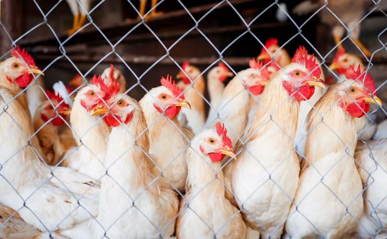 There are many pets in a cage looking attentively to the side, hens and roosters close-up on a poultry farm with a platform for walking in the fresh air.