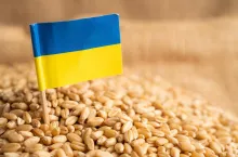 Grains wheat with Ukraine flag, trade export and economy concept.