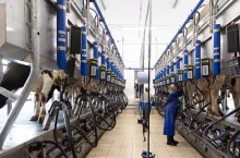 automatic milking parlour, modern cow farm.