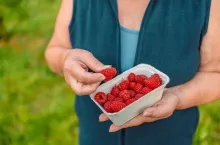 Farmer woman picking up fresh big raspberries. Summer harvest. Raspberry harvesting. Healthy berries.