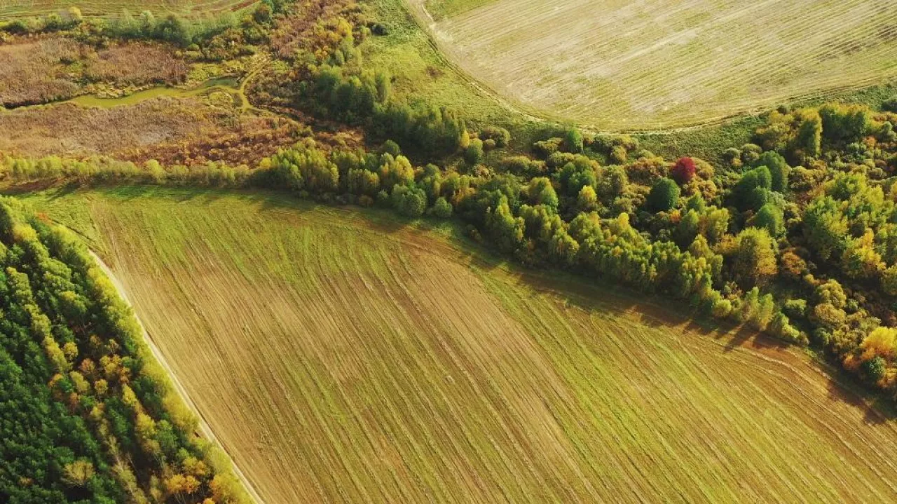 Aerial View Autumn Empty Field With Windbreaks Landscape. Top View Of Clean Field. Drone View Bird‘s Eye View. A Windbreak Or Shelterbelt Is A Planting Usually To Protect Soil From Erosion.