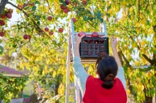 Harvesting apples, woman on metal ladder picking red ripe apples from tree, into box, in garden on sunny autumn day. Agriculture, farming, gardening, natural eco food, healthy eating concept