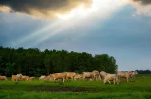 Cattles in the stormy pasture
