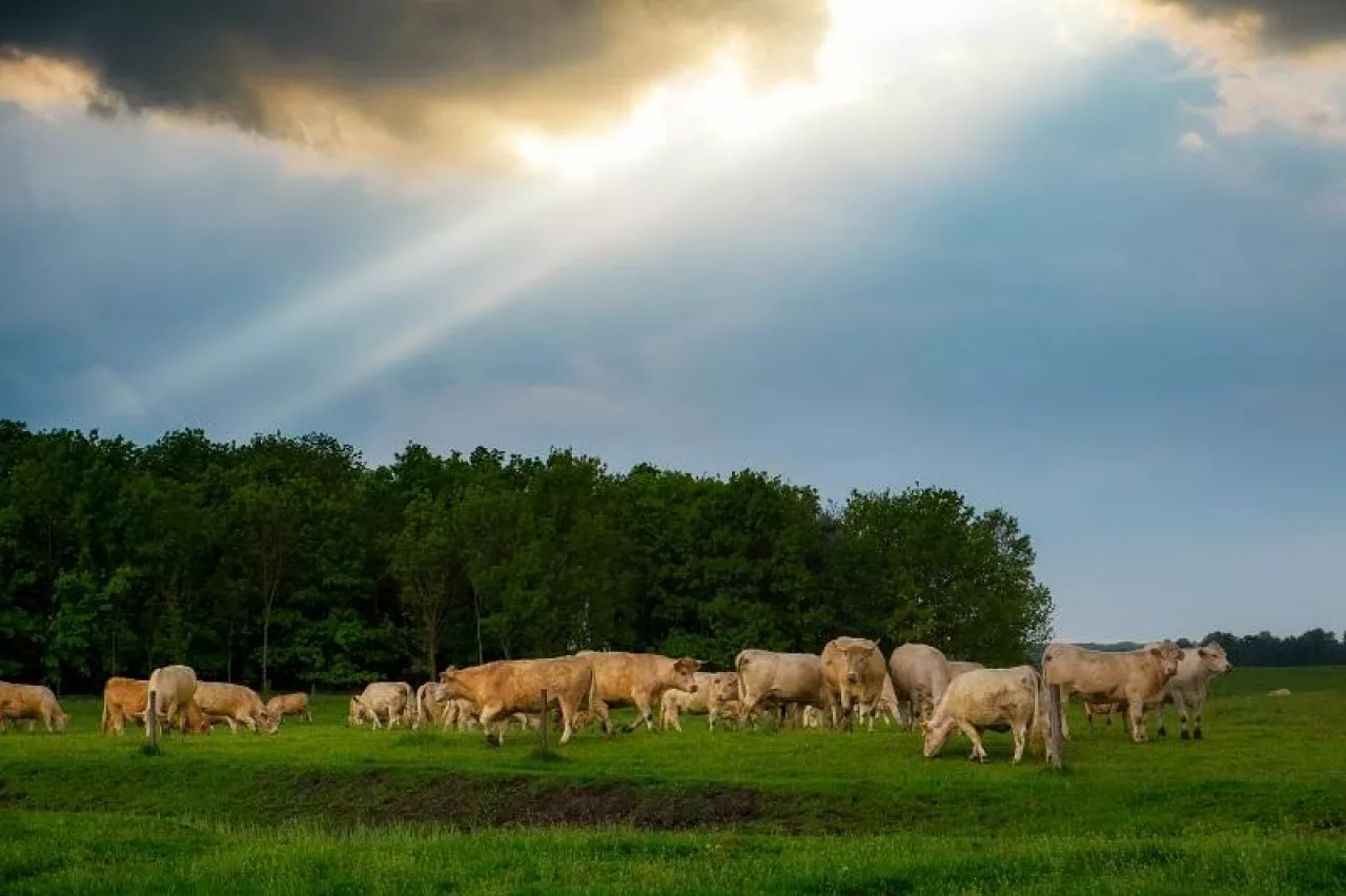 Cattles in the stormy pasture
