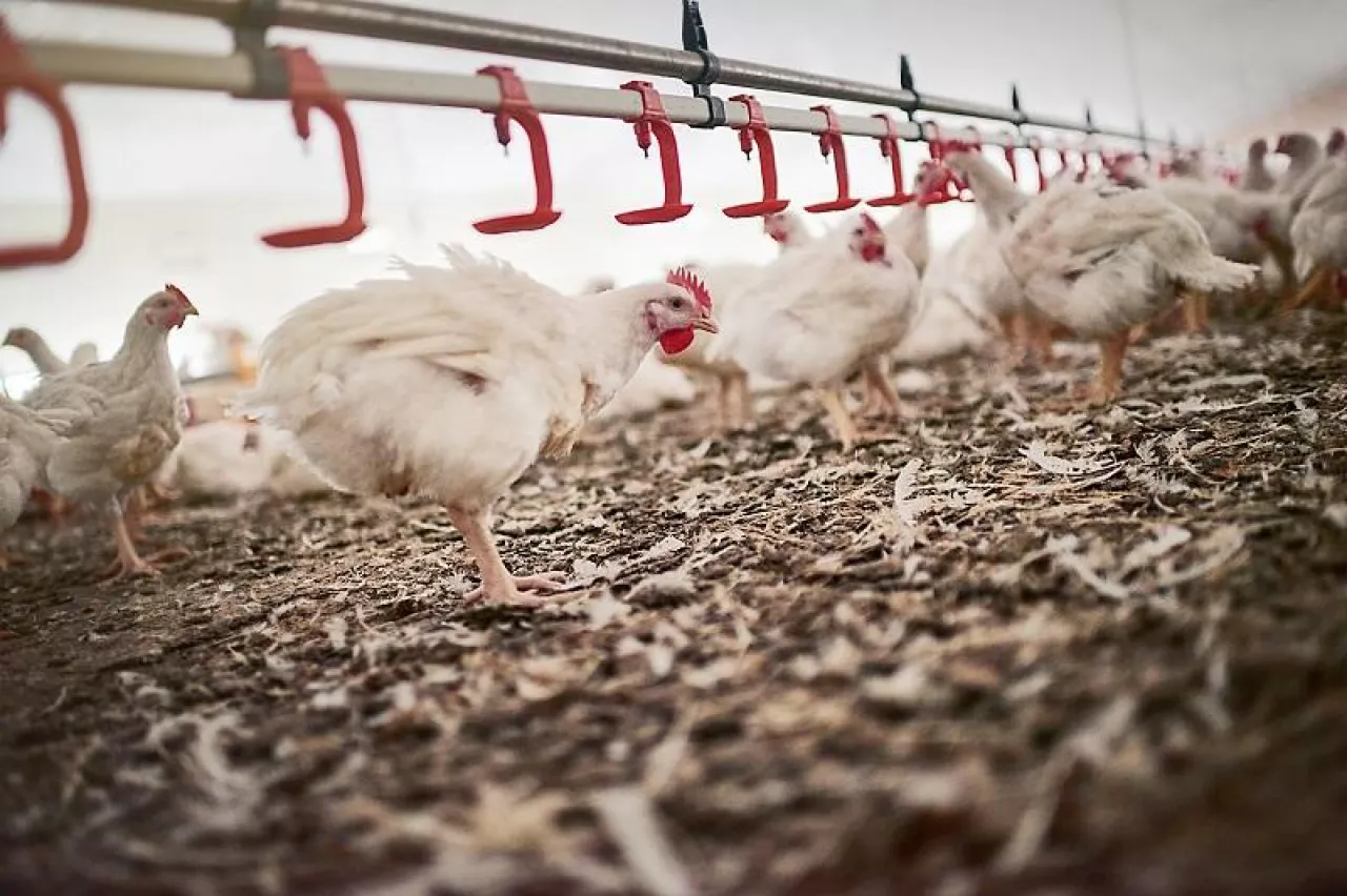 Theres a certain pecking order. Shot of chickens on a poultry farm