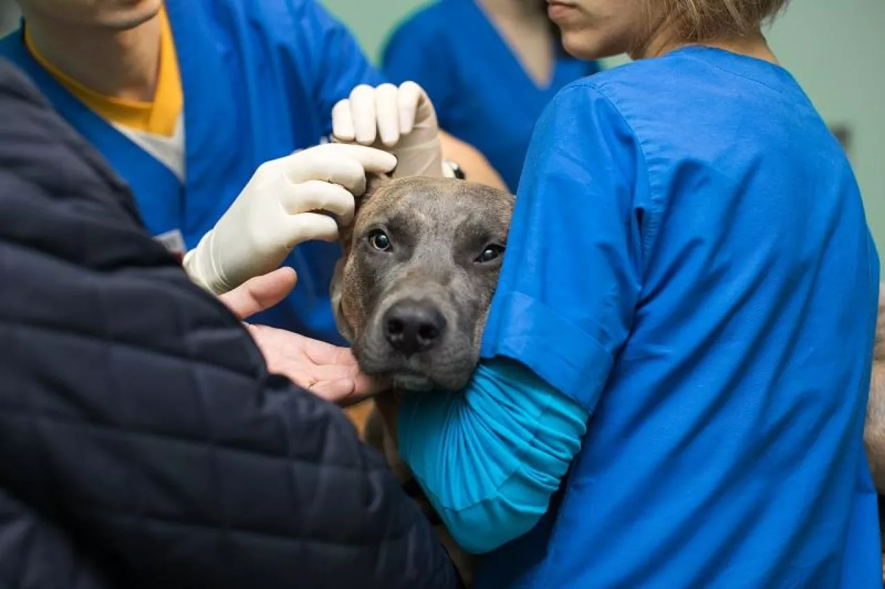 Veterinary inspection of the dog‘s ears before surgery