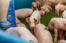 Livestock Trade In - pigs in the pigsty livestock pork production. Agriculture Pigs in Stable. Several Pigs and Piglets at agricultural Livestock Farm.