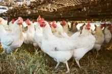 Sustainability, agriculture and chicken on an empty farm for free range or organic poultry farming.