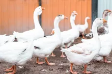 Birds outdoors close-up, white geese walk on the poultry farm, selective focus.