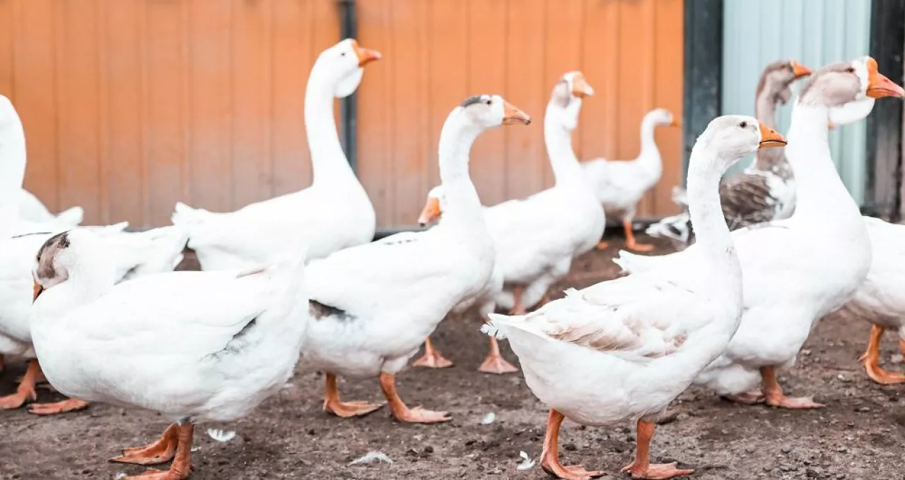 Birds outdoors close-up, white geese walk on the poultry farm, selective focus.