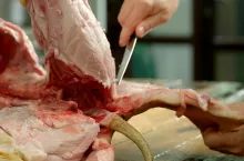 Butcher cuts pork meat in a slaughterhouse. Male butcher splitting raw pig carcass with knife close up. Meat processing factory.