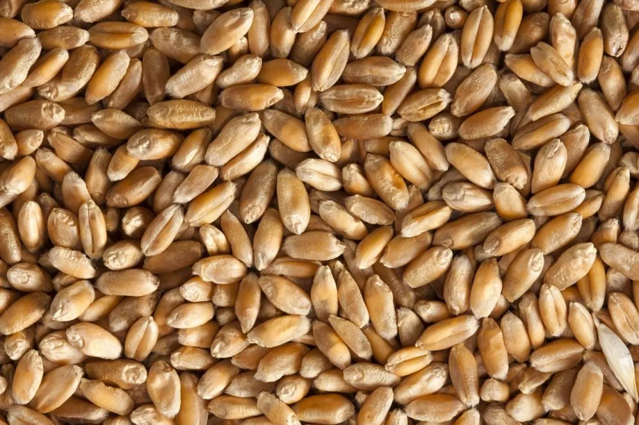 Close-up view of wheat seeds. Background or texture
