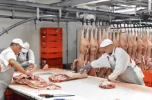 Processing of pig carcasses in a slaughterhouse
