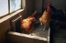 Group of hens with free range inside small organic farm.