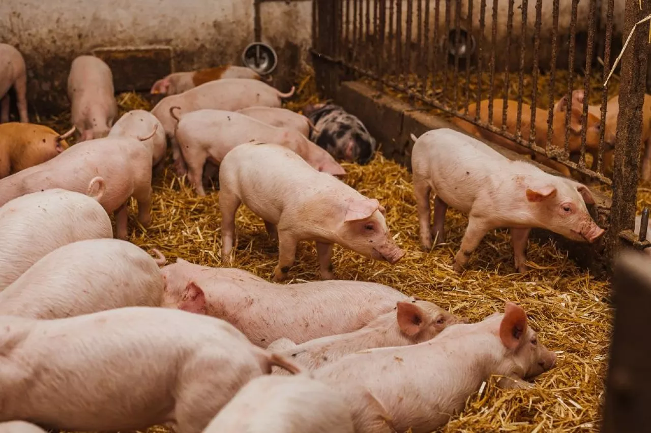 Livestock Trade In - pigs in the pigsty livestock pork production. Agriculture Pigs in Stable. Several Pigs and Piglets at agricultural Livestock Farm.