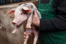 Farmer holding on hands young piglet of pietrain breed