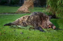 Dead wild boar. A massiv 92kg wild boar.