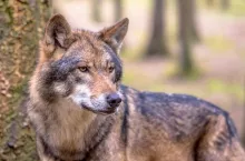 European Wolf (Canis lupus) sideview in natural tree forest habitat looking to side