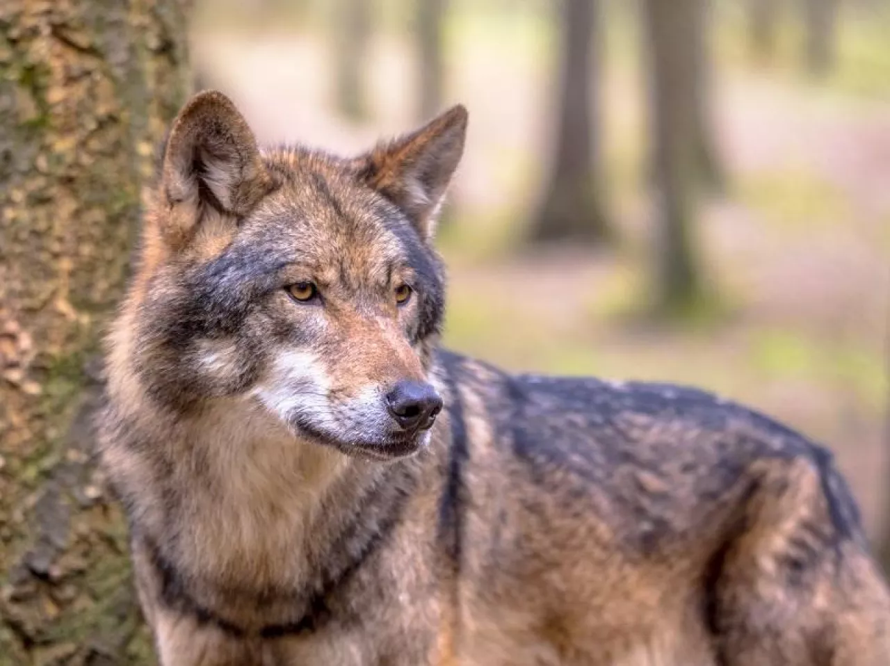European Wolf (Canis lupus) sideview in natural tree forest habitat looking to side