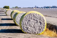 Cotton bales arranged in a row next to a harvested field, ready for pick up; Central California, United States