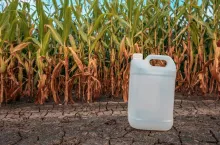 White plastic pesticide chemical jug in cornfield as mock up copy space for herbicide, fungicide or insecticide used in corn crop farming