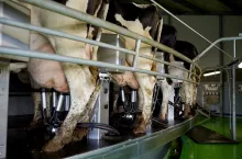 agriculture industry, farming, milking and animal husbandry concept - cows udder with machine at rotary parlour system of dairy farm