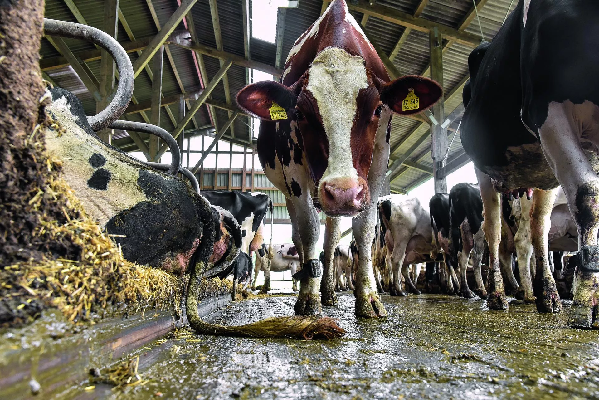 ¿Qué tipo de sustrato es mejor para unas pezuñas sanas en las vacas lecheras?