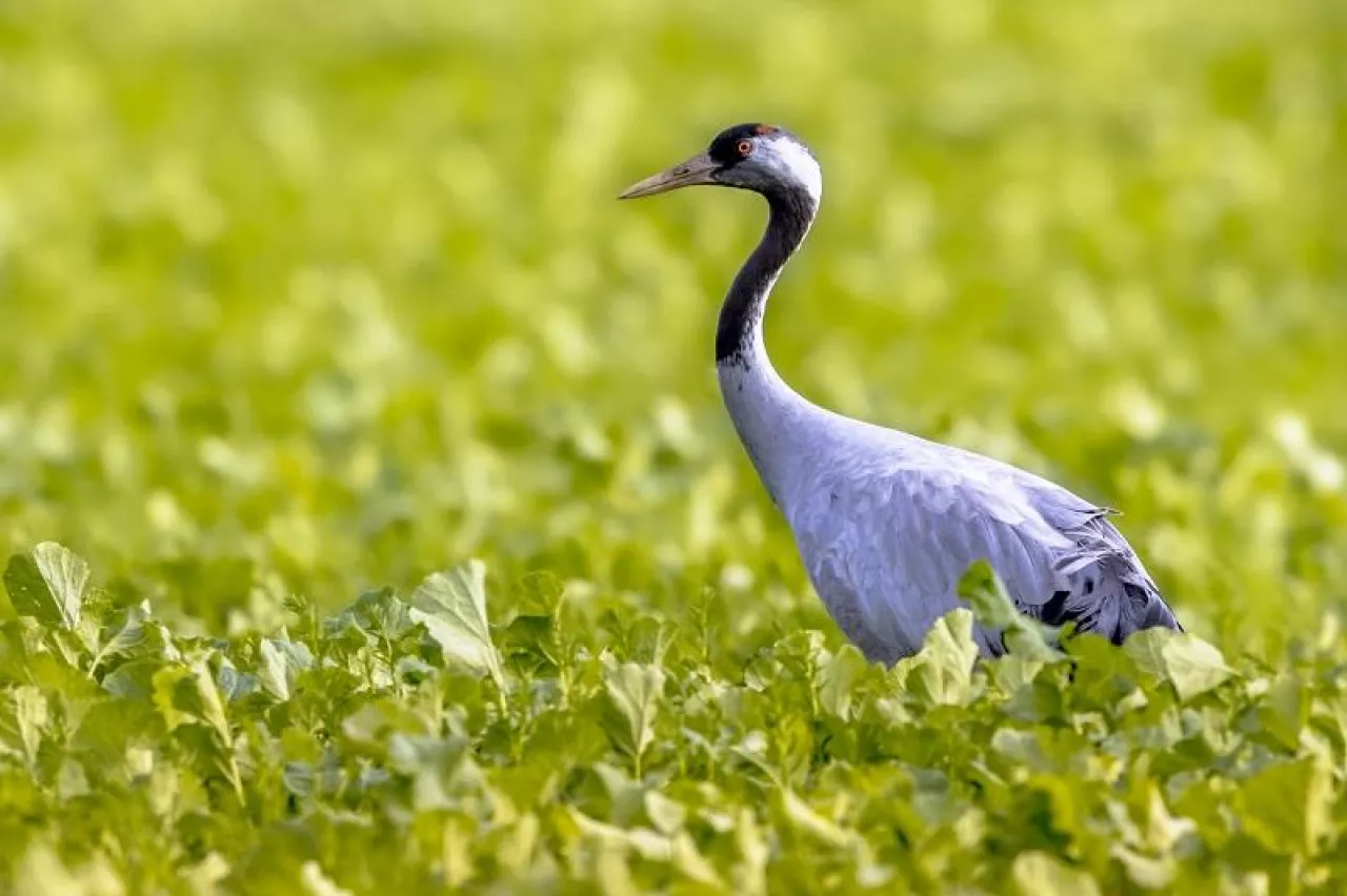 Common crane (Grus grus) large migratory bird walking in agricultural field. Wildlife scene in Nature of Europe. Netherlands